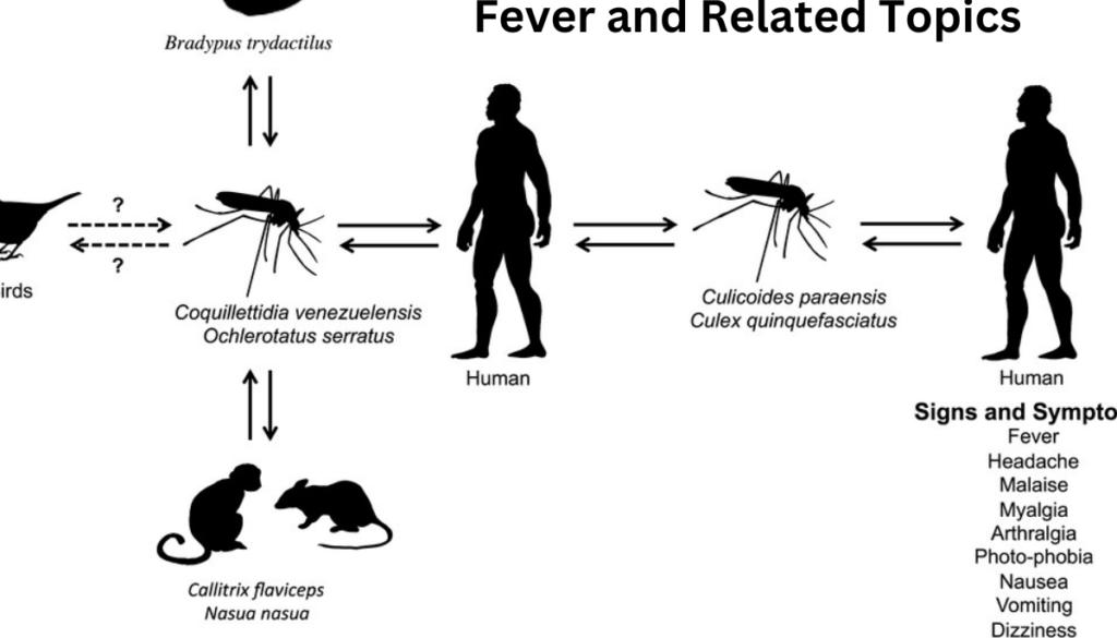 “A close-up of a mosquito on a green background next to a diagram illustrating the structure of the Oropouche virus.”