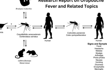 “A close-up of a mosquito on a green background next to a diagram illustrating the structure of the Oropouche virus.”