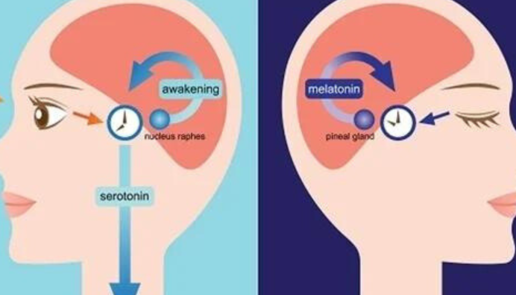 Illustration of two side-by-side diagrams showing the human head in profile with internal biological processes related to circadian rhythm.