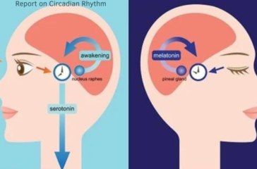 Illustration of two side-by-side diagrams showing the human head in profile with internal biological processes related to circadian rhythm.