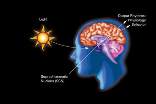 Imagine a conductor leading an orchestra—that's your circadian rhythm! Circadian rhythms are biological cycles. They last about 24 hours and dictate when physiological processes happen. The term itself stems from the Latin "circa" (around) and "dies" (day), aptly describing their cyclical nature [1]. These rhythms are internal. They come from within us. But, they're also synchronized by outside cues like light and temperature. These cues are called zeitgebers (German for "time givers") [2].